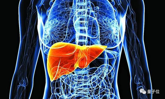 病毒|三位诺奖获得者：揭示慢性肝炎病因 拯救数百万人生命