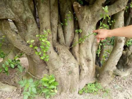 盆景|男子几年前低价买回棵三百年树龄的古树，如今有人出35万不肯卖