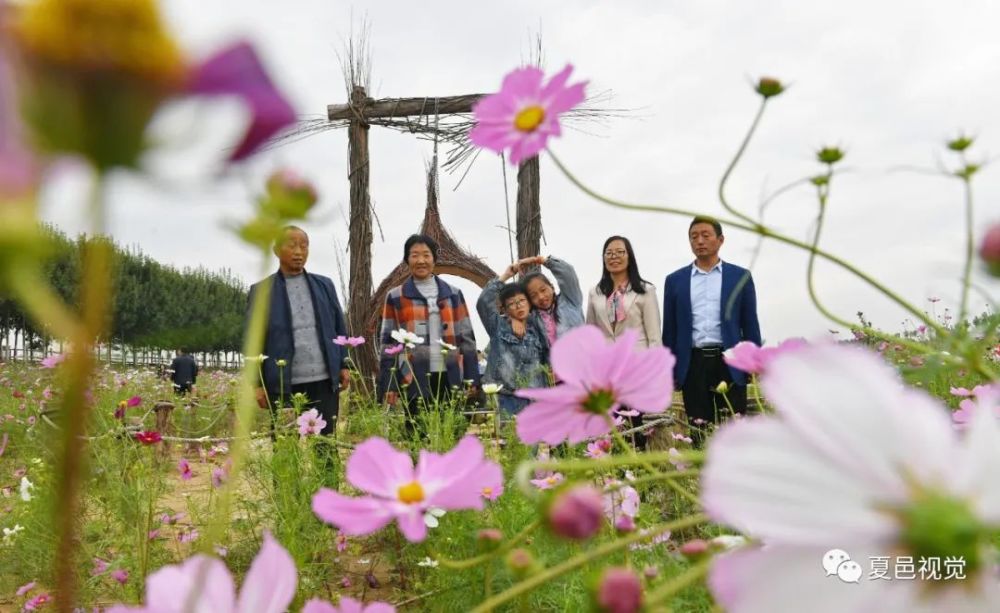 夏邑花海诗意生活景如画 腾讯新闻