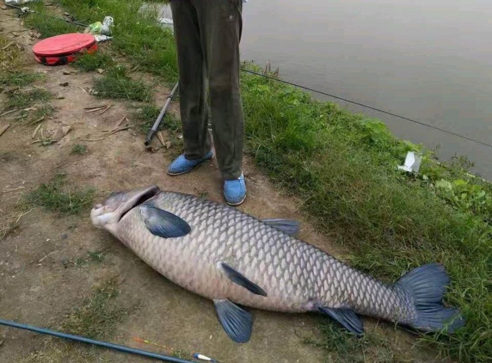 芜湖百斤青鱼王被钓起,网友:胖的像"猪"一样_腾讯新闻