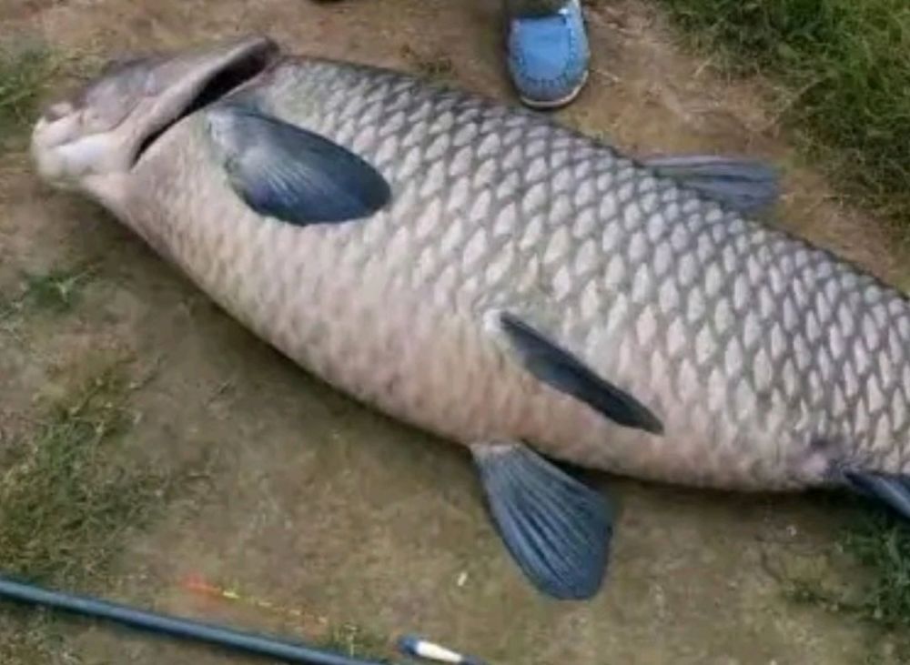 芜湖百斤青鱼王被钓起,网友:胖的像"猪"一样_腾讯新闻