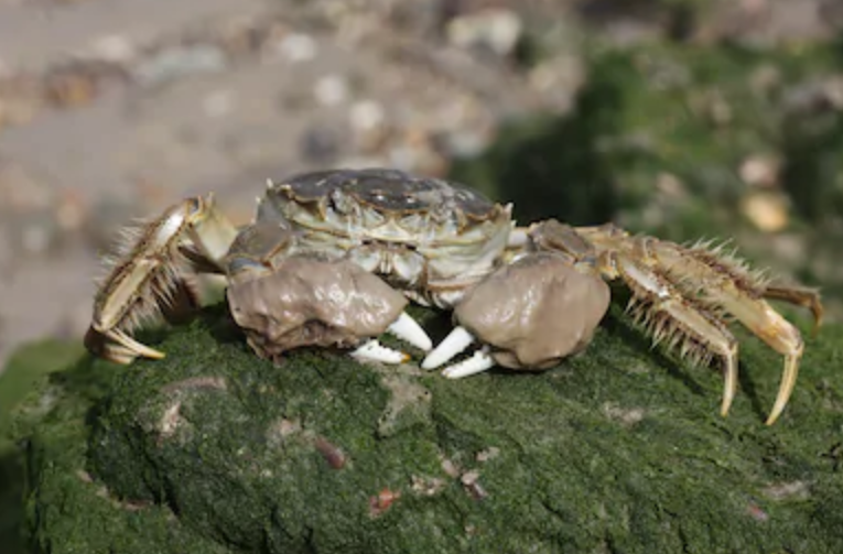 螃蟹|螃蟹同水果一起吃，等于吃砒霜？秋日健康吃蟹大解秘