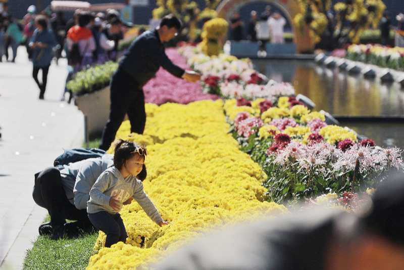 北京国际鲜花港|2.8万游客假期北京鲜花港中赏菊