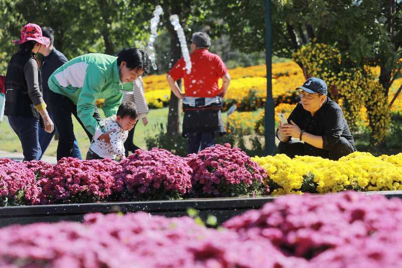 北京国际鲜花港|2.8万游客假期北京鲜花港中赏菊