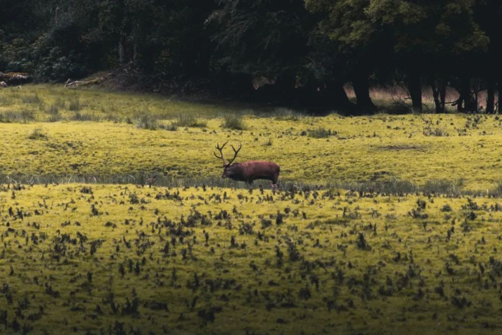 朝闻道:若水礼札|《朝闻道：若水礼札》·第四十阕