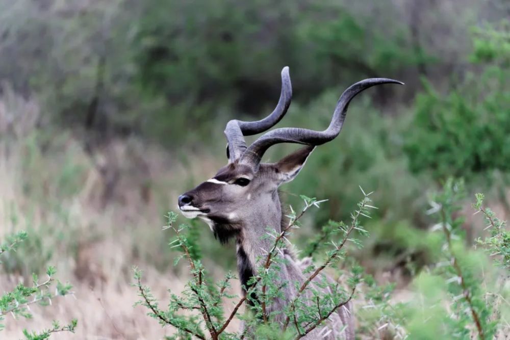 朝闻道:若水礼札|《朝闻道：若水礼札》·第四十阕