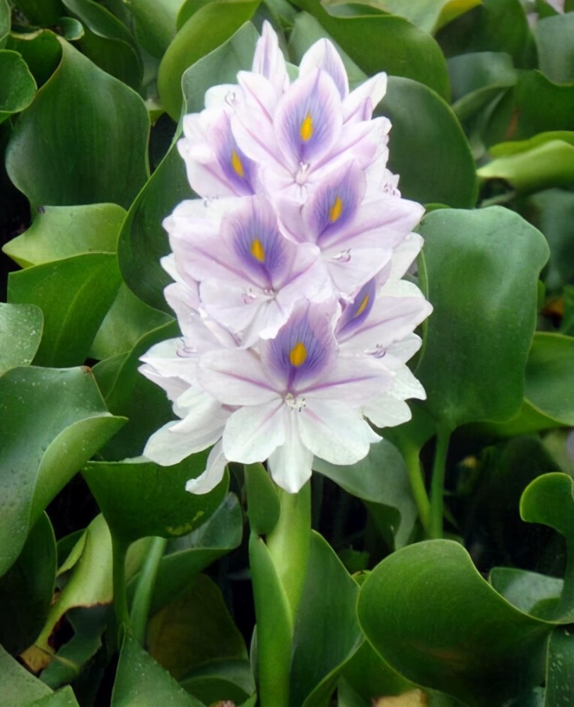 皮实好活的凤眼莲原来就是水葫芦是入侵绿植想养要求多