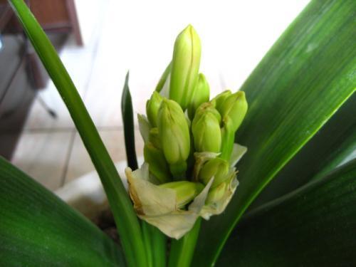 君子兰夹箭别着急试试5个方法让花箭乖乖长出来