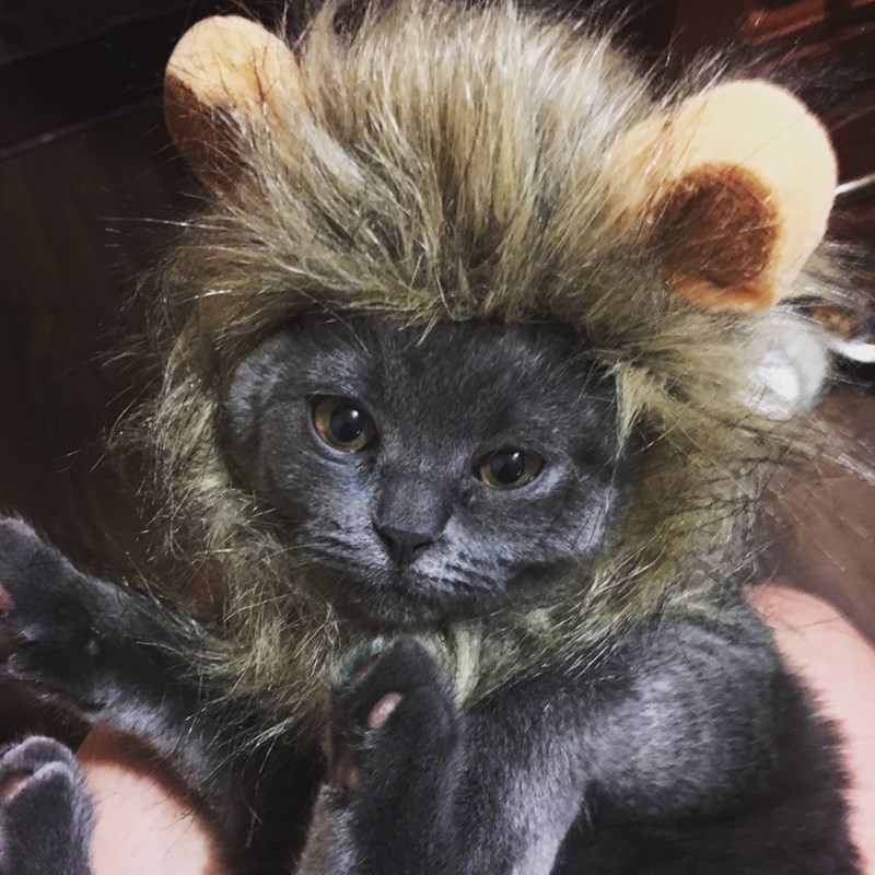 猫咪变狮子这么可爱又凶猛的小狮子你喜不喜欢