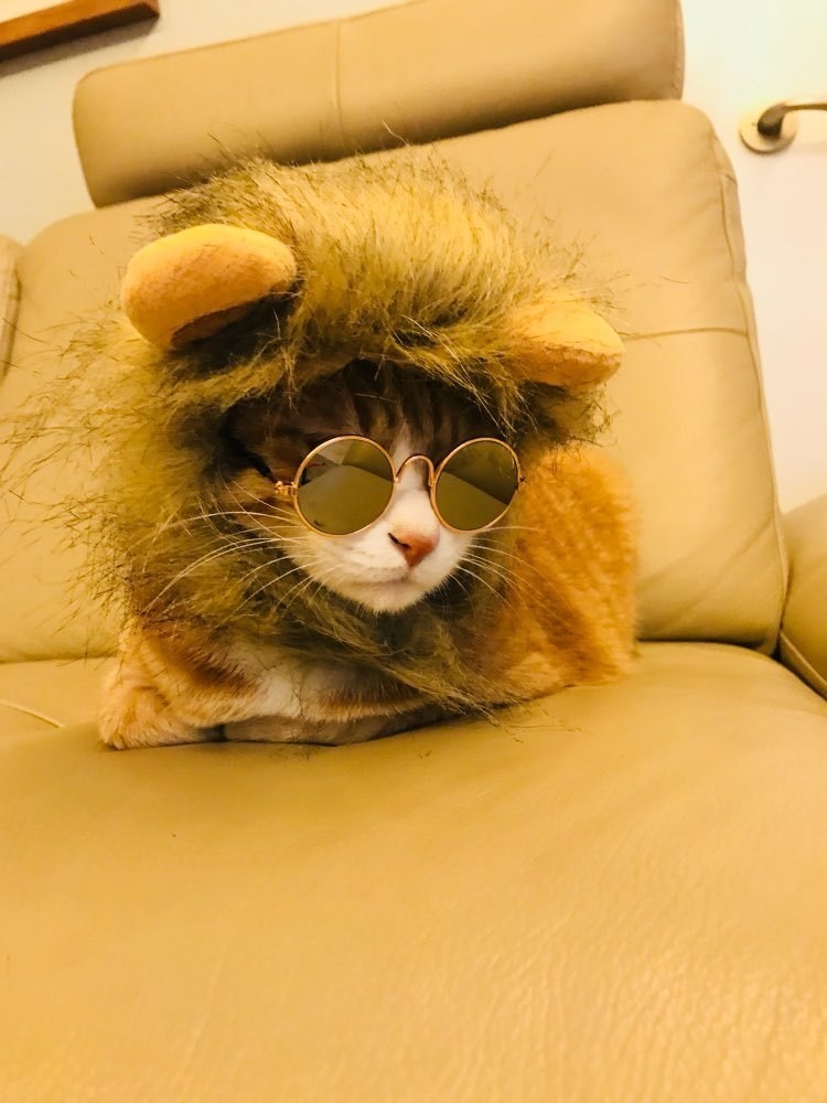 猫咪变狮子这么可爱又凶猛的小狮子你喜不喜欢