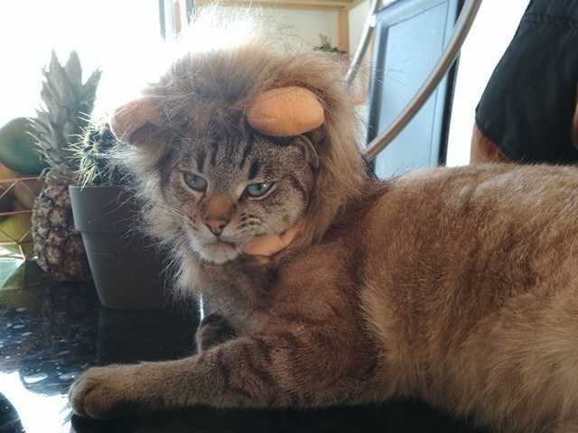 猫咪变狮子这么可爱又凶猛的小狮子你喜不喜欢