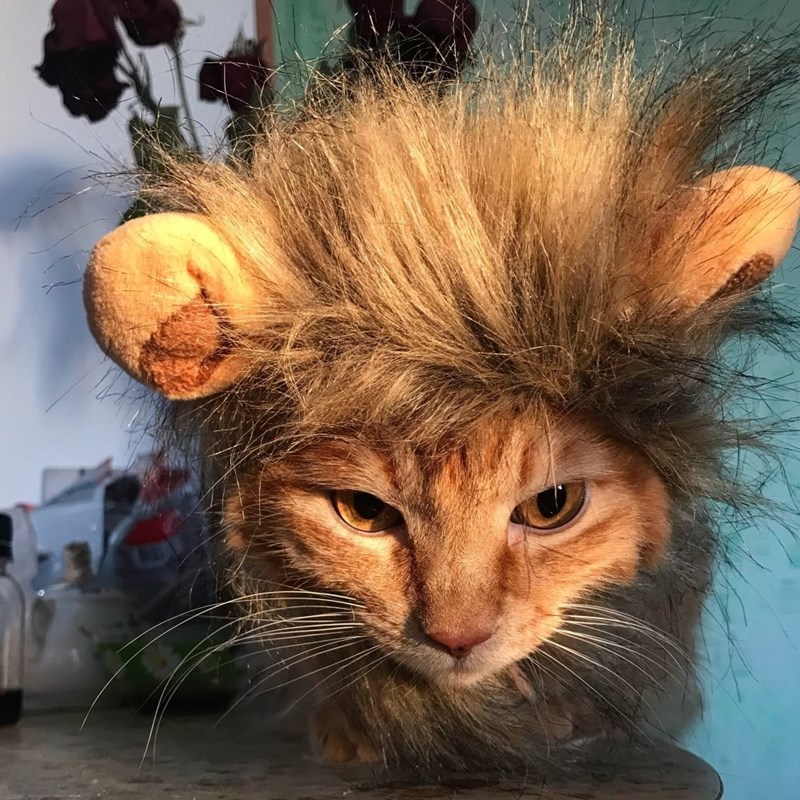 猫咪变狮子这么可爱又凶猛的小狮子你喜不喜欢