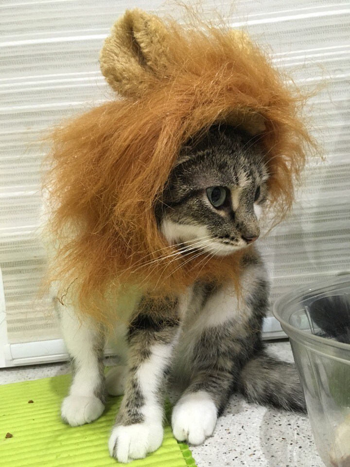 猫咪变狮子这么可爱又凶猛的小狮子你喜不喜欢