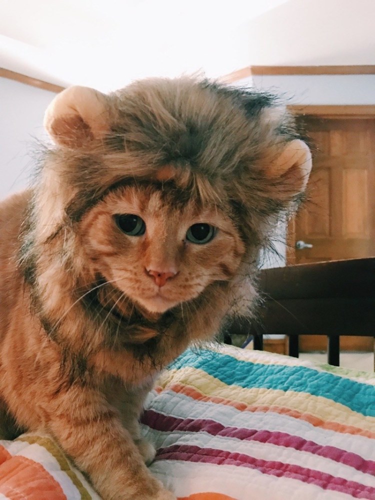 猫咪变狮子这么可爱又凶猛的小狮子你喜不喜欢