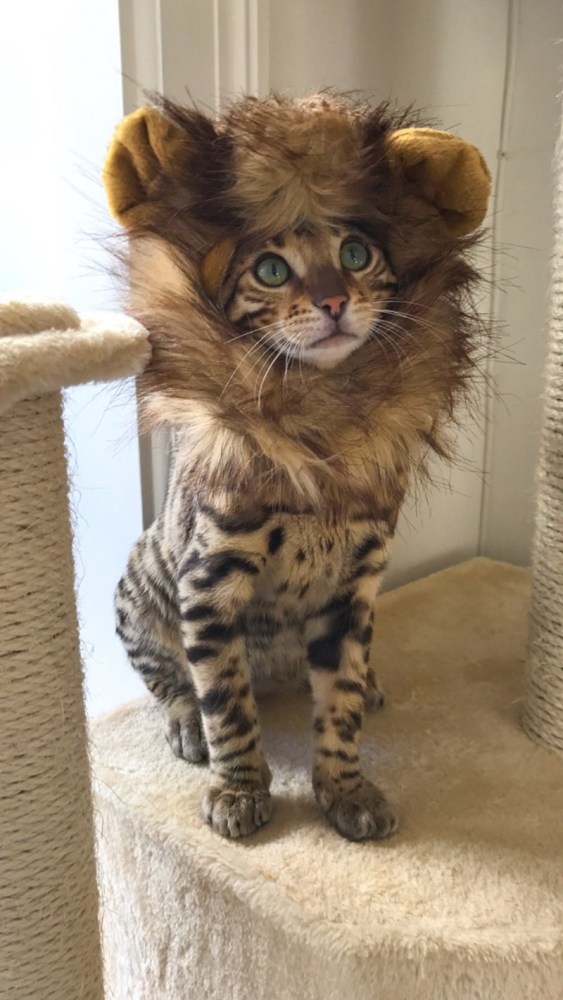 猫咪变狮子这么可爱又凶猛的小狮子你喜不喜欢
