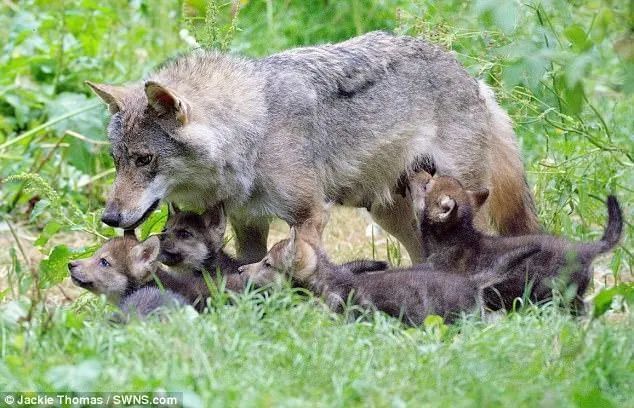 撞死在洞口的母狼