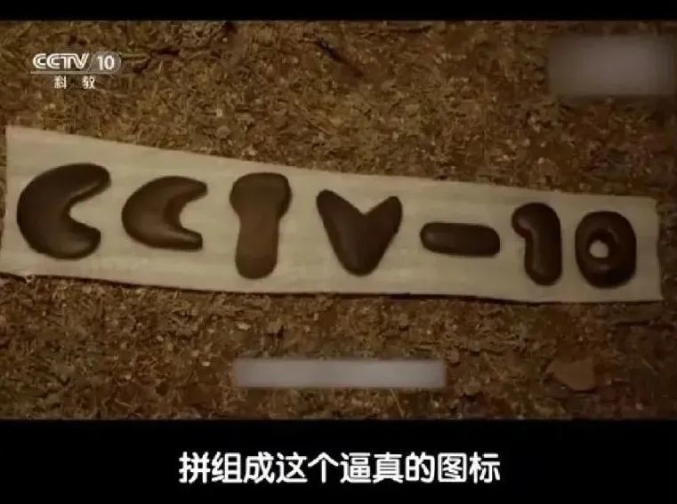 陈伟霆|陈伟霆公布臀围，被赞“男版卡戴珊”