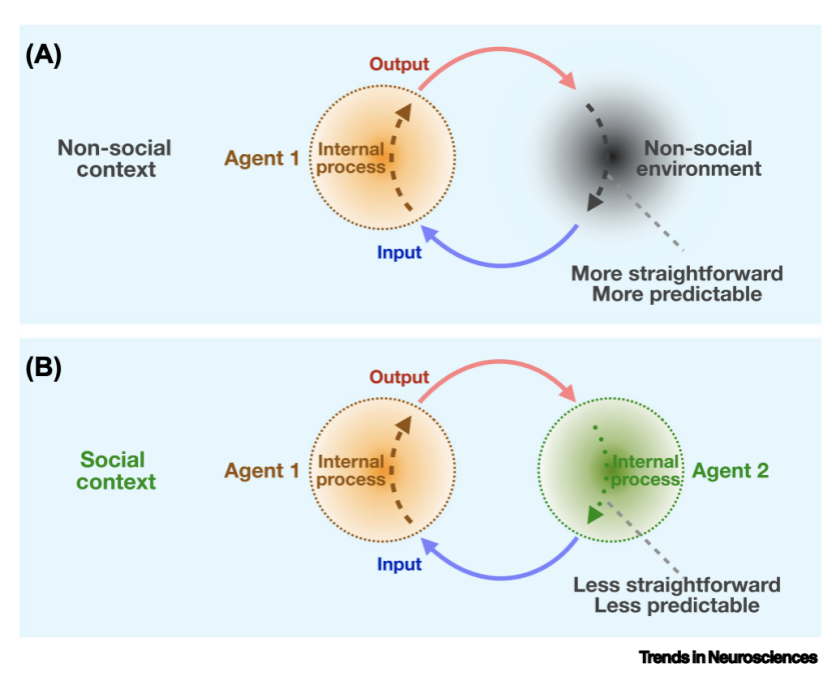 纹状体|氯胺酮调节大脑额叶纹状体回路