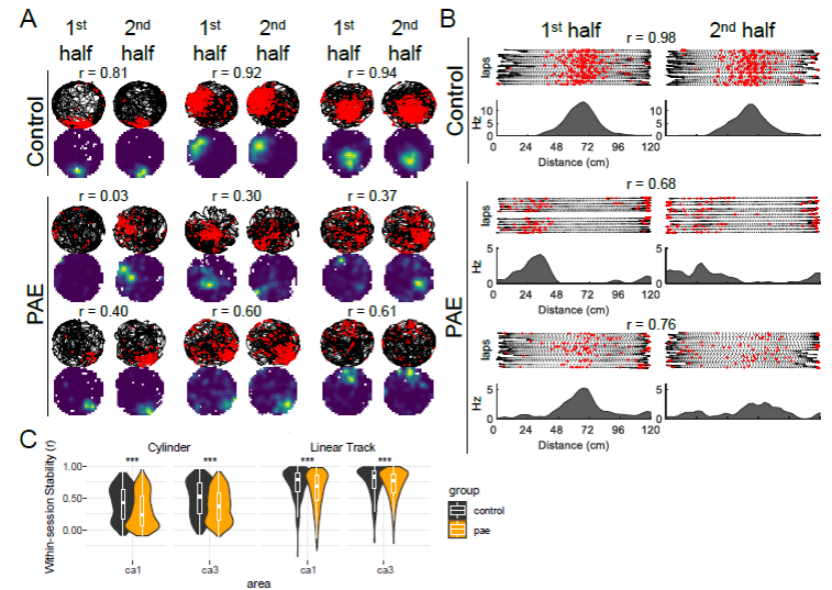 纹状体|氯胺酮调节大脑额叶纹状体回路