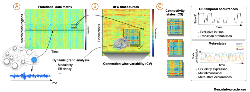 纹状体|氯胺酮调节大脑额叶纹状体回路