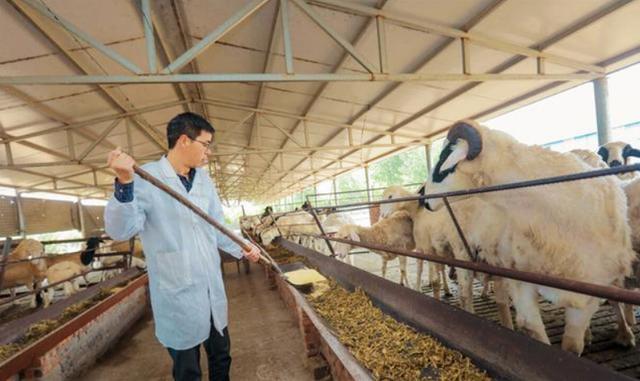 农村|放弃80万年薪，携妻回农村养羊的清华学子景奇，如今怎样了？