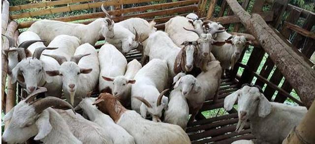 农村|放弃80万年薪，携妻回农村养羊的清华学子景奇，如今怎样了？