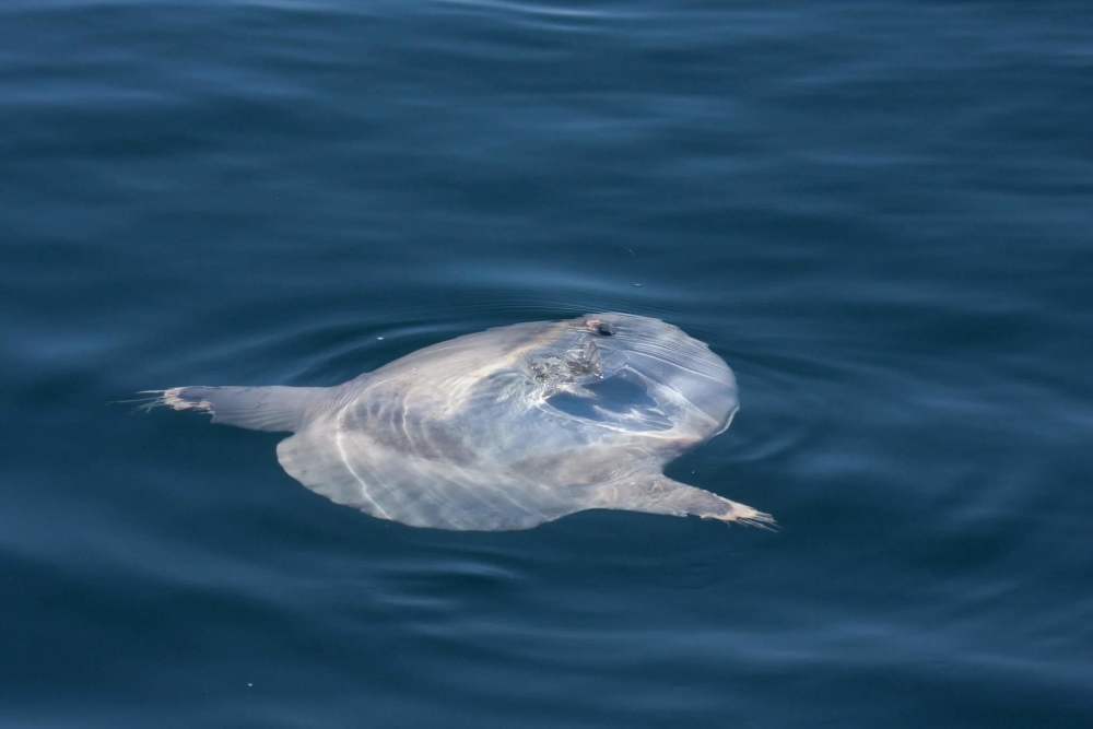 翻车鱼|成活率最低的鱼？一生都在“翻车”的翻车鱼，连其死法都被人调侃