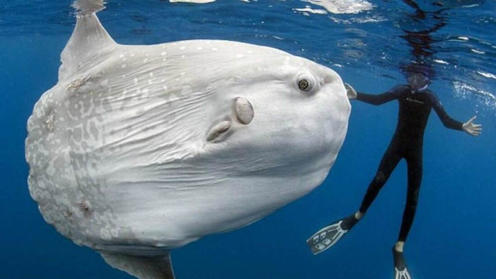 翻车鱼|成活率最低的鱼？一生都在“翻车”的翻车鱼，连其死法都被人调侃