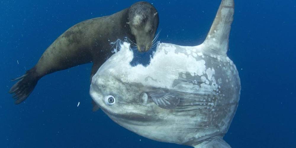 翻车鱼|成活率最低的鱼？一生都在“翻车”的翻车鱼，连其死法都被人调侃