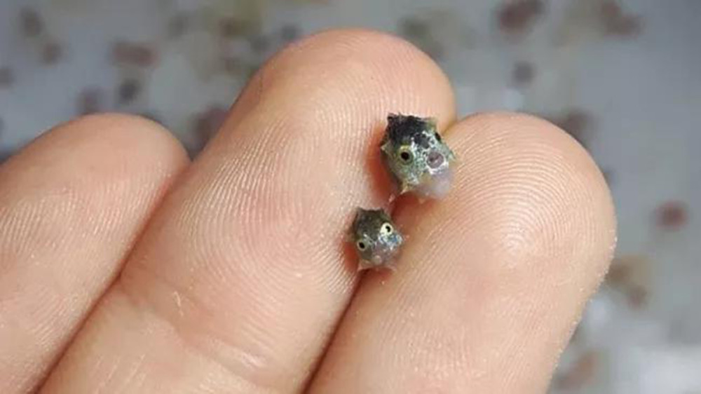 翻车鱼|成活率最低的鱼？一生都在“翻车”的翻车鱼，连其死法都被人调侃