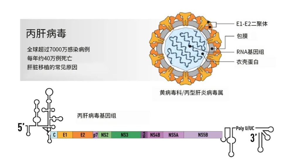 丙肝病毒结构图片