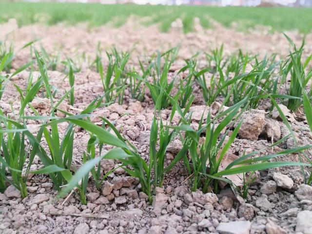 如何提高小麦出苗率 做好内因和外因2方面 利于 一播全苗 腾讯新闻