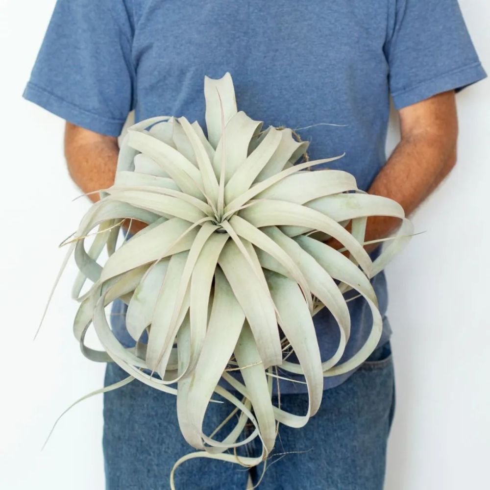 空气凤梨最贵的品种(空气凤梨最贵的品种图片)