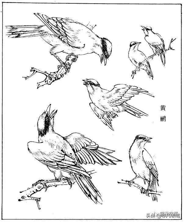 工筆禽鳥型態白描素材畫鳥參考