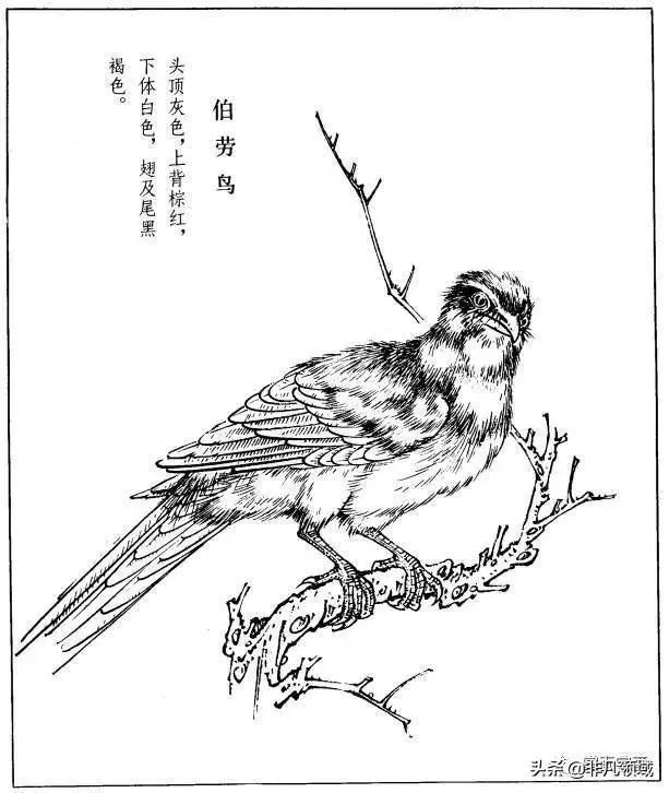 工笔禽鸟型态白描素材 画鸟参考