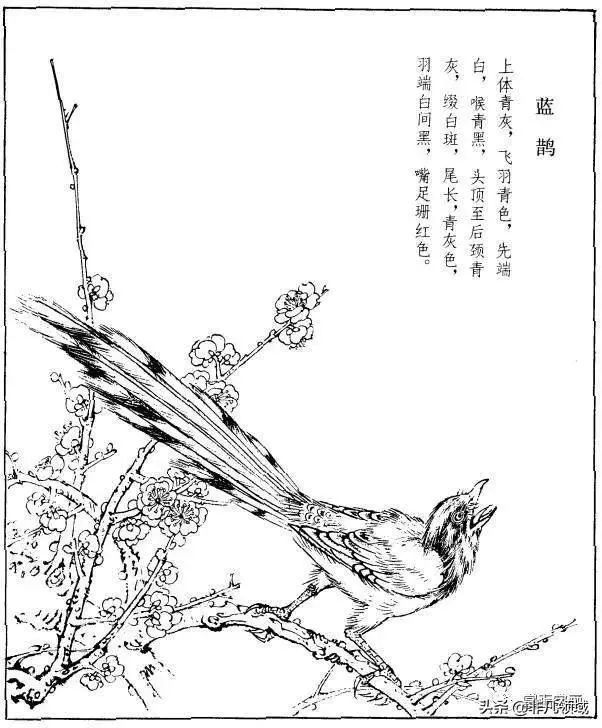 工笔禽鸟型态白描素材 画鸟参考