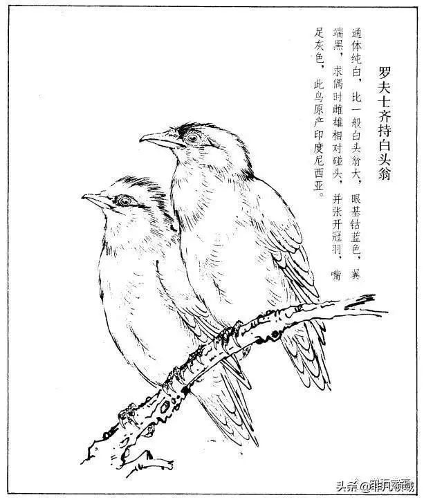 工笔禽鸟型态白描素材 画鸟参考