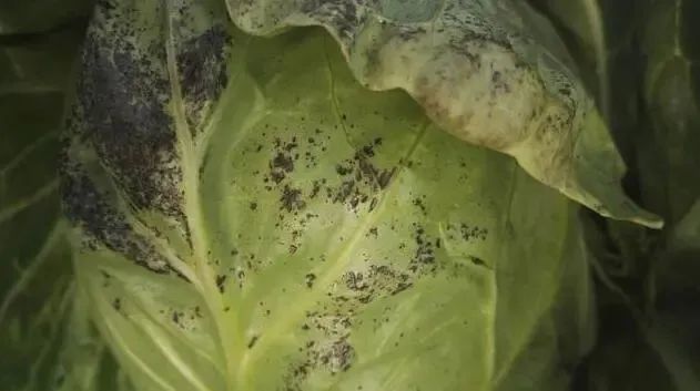 三唑类杀菌剂|杀菌剂加苯醚甲环唑是绝配？是的！两小时灭菌，还能提高产量