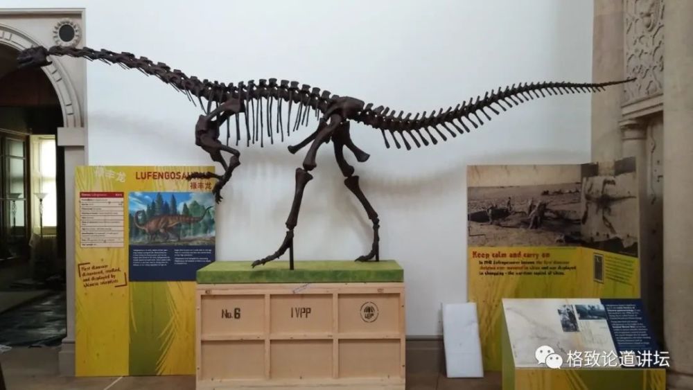 自然博物馆|这条不太起眼的中国恐龙，却在英国博物馆火了
