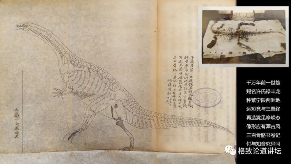 自然博物馆|这条不太起眼的中国恐龙，却在英国博物馆火了