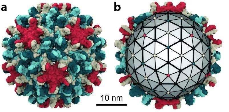 乙肝|乙肝在研新药ABI731，Ib期结果，可抑制cccDNA形成