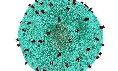 免疫系统|Nat Immunol：细胞自杀可以帮助免疫系统应对病毒感染