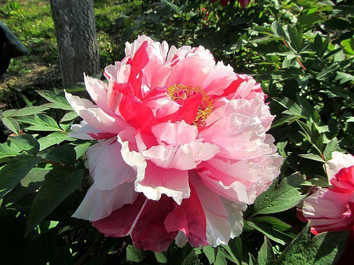 光照對(duì)植物開花的影響，你知道多少？