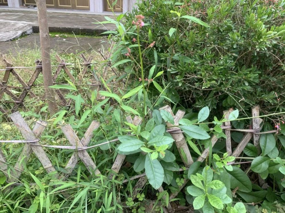 根似人参 药蔬两用 腾讯新闻