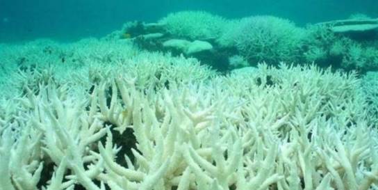 灭绝|人类对大自然的伤害有多大？研究表明，比大灭绝事件还严重8倍