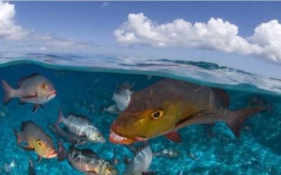 灭绝|人类对大自然的伤害有多大？研究表明，比大灭绝事件还严重8倍