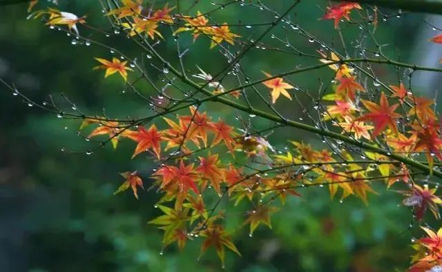 秋雨|10首秋雨诗词：一声梧叶一声秋