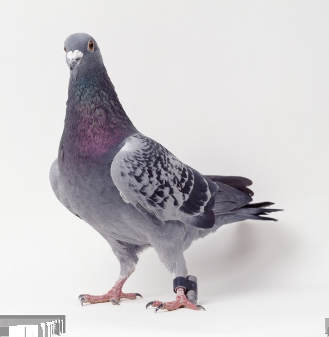 朱利叶斯·诺布隆纳|信鸽的历史悠久，在百年前它就已经会“航拍”了