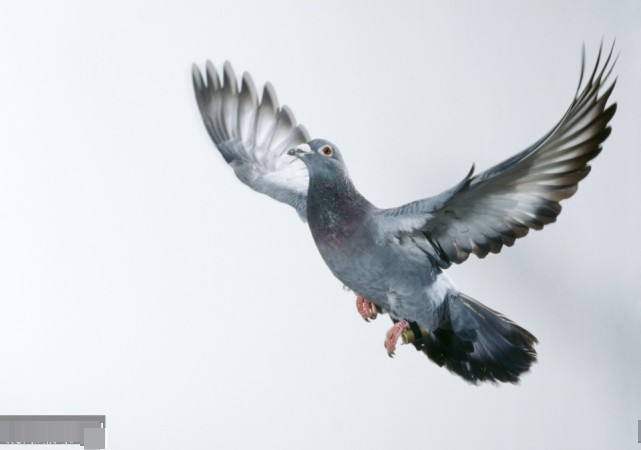 朱利叶斯·诺布隆纳|信鸽的历史悠久，在百年前它就已经会“航拍”了