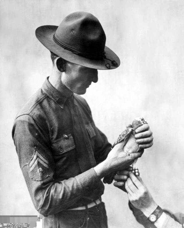 朱利叶斯·诺布隆纳|信鸽的历史悠久，在百年前它就已经会“航拍”了